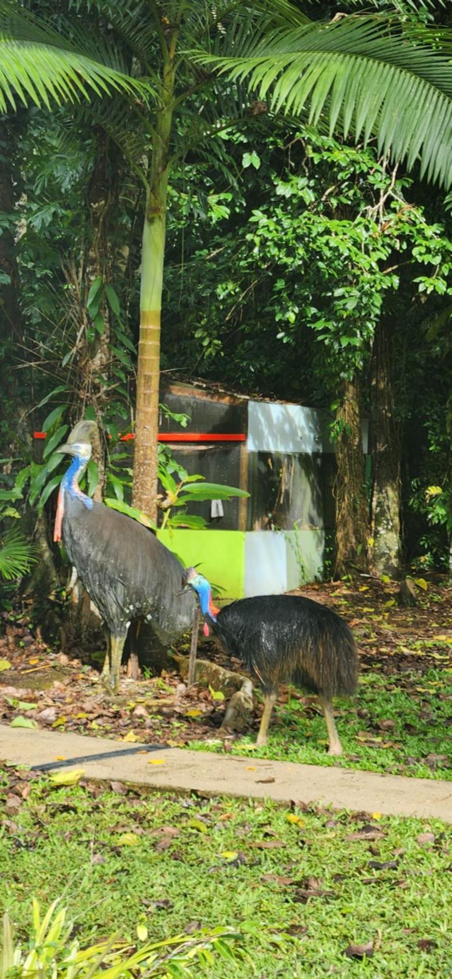 Villa Daintree Siesta Diwan Exterior foto
