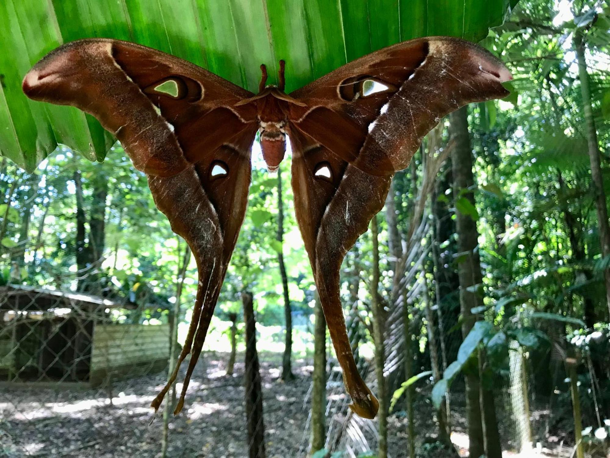 Villa Daintree Siesta Diwan Exterior foto